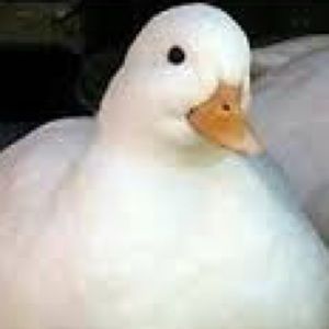 Meet your Posher, Aden